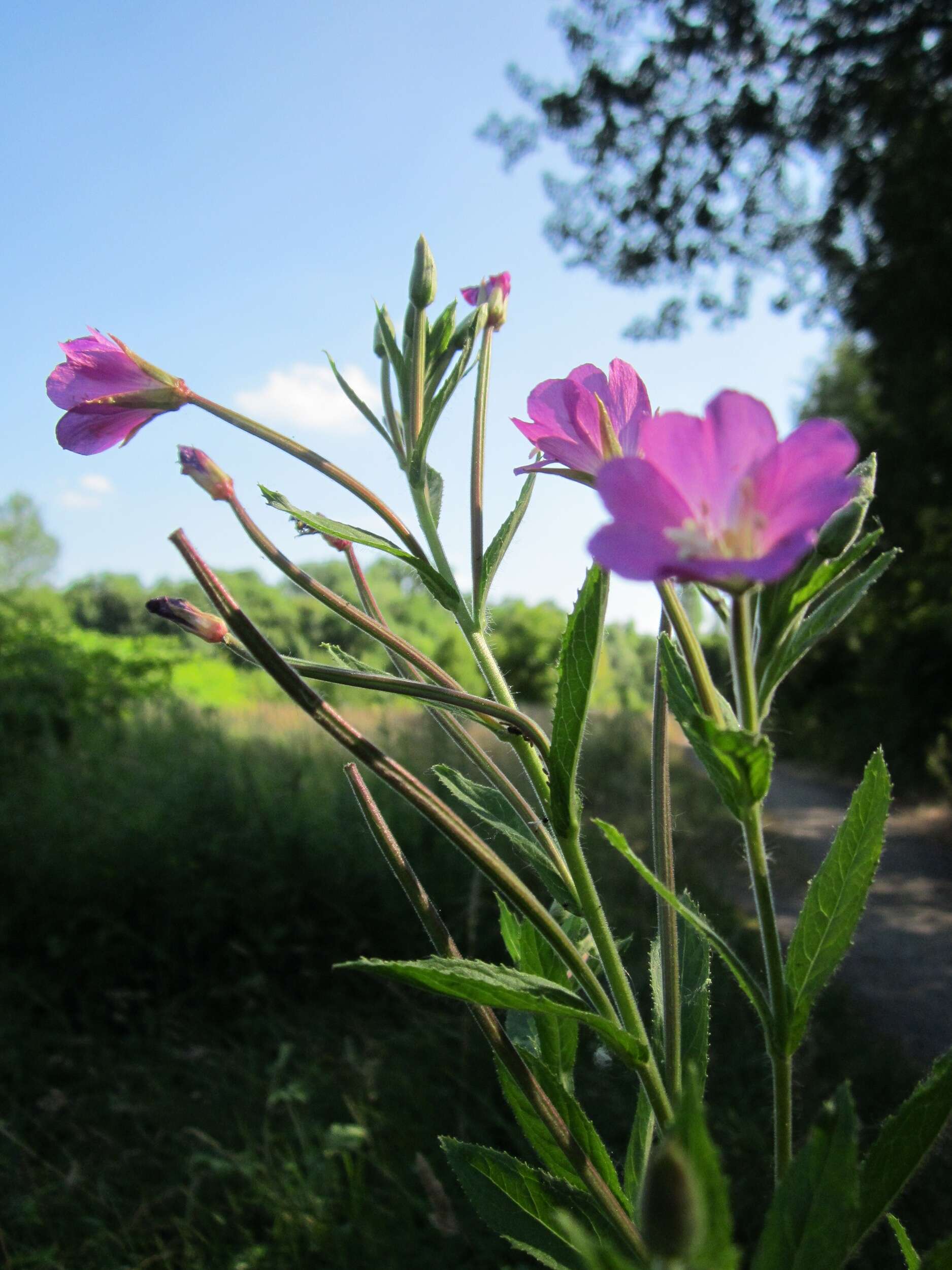 Слика од Epilobium hirsutum L.