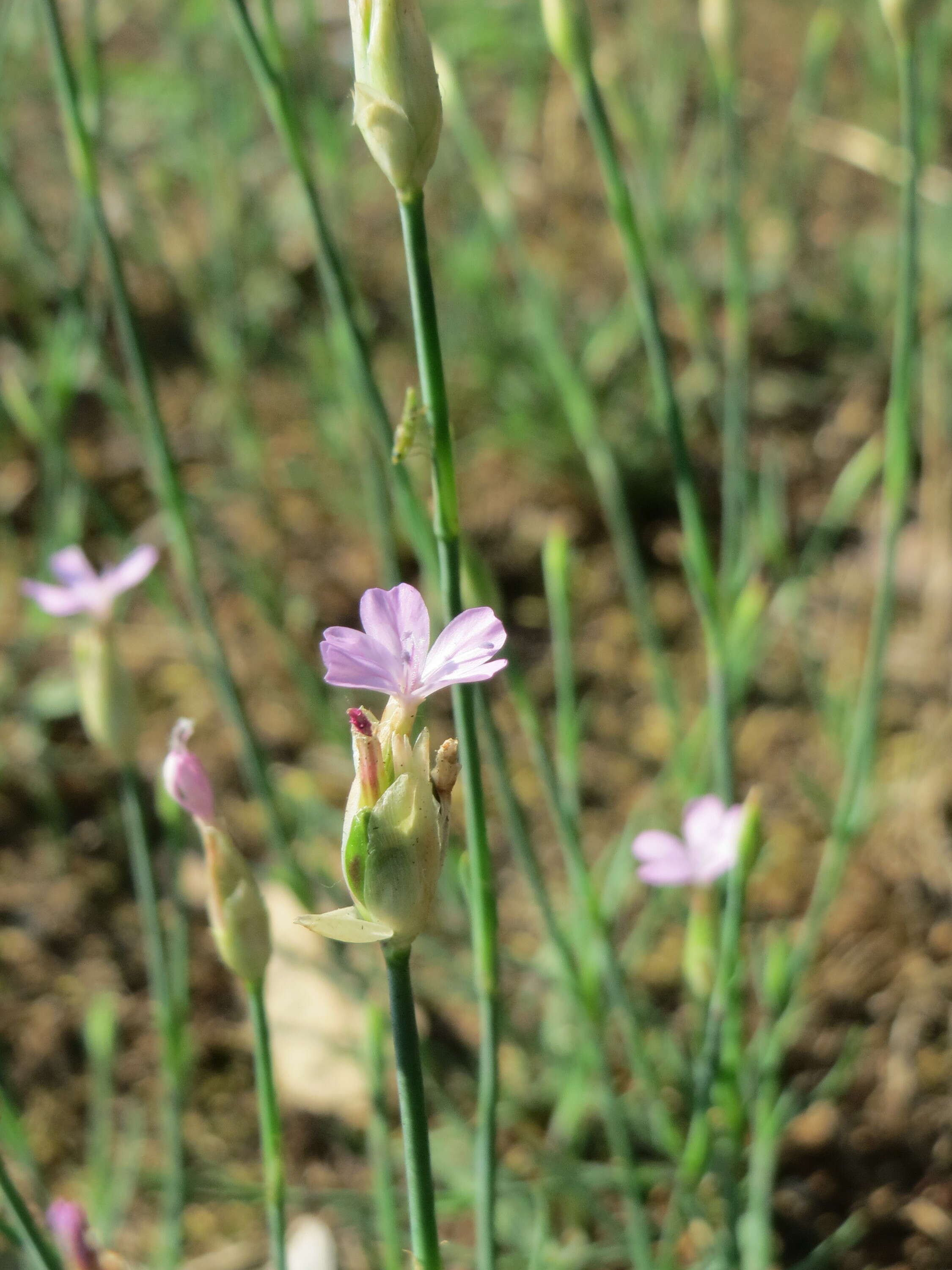 Image of Proliferous Pink