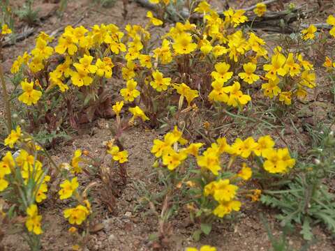 Image of Carson Valley monkeyflower