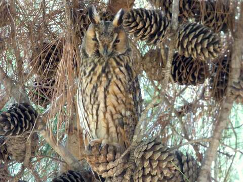 Image of Long-eared Owl