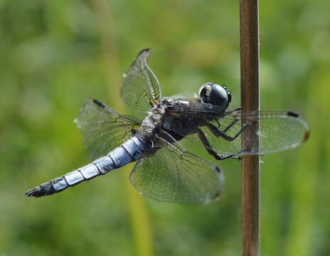 Image of Blue Chaser