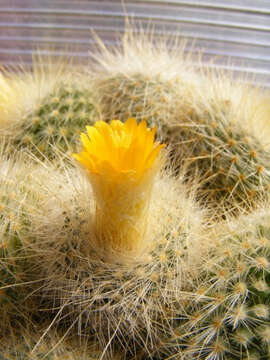 Image of Parodia chrysacanthion (K. Schum.) Backeb.