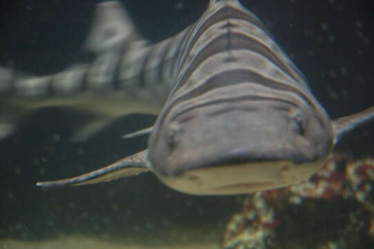 Image of Leopard Shark