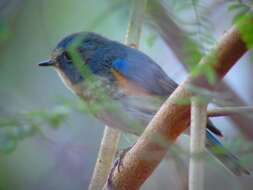 Image of Orange-flanked Bush-Robin