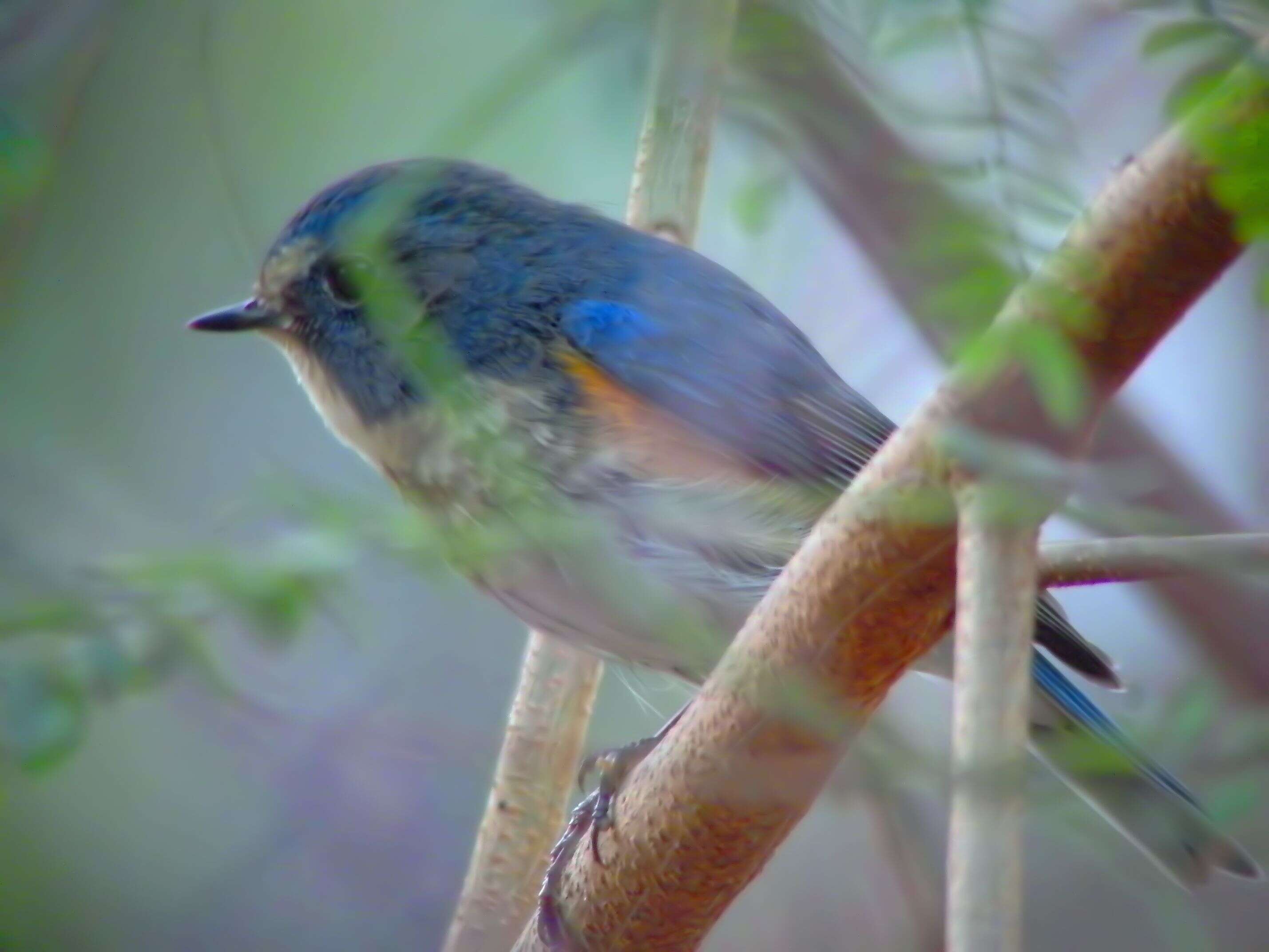 Image of Orange-flanked Bush-Robin