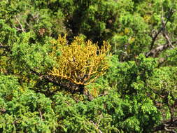 Image of Azores Juniper