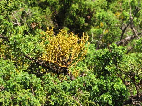 Plancia ëd Juniperus brevifolia (Seub.) Antoine