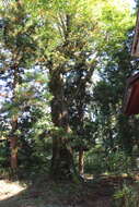 Image of Quercus mongolica subsp. crispula (Blume) Menitsky