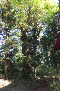 Image of Quercus mongolica subsp. crispula (Blume) Menitsky