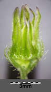 Image of smooth hawksbeard