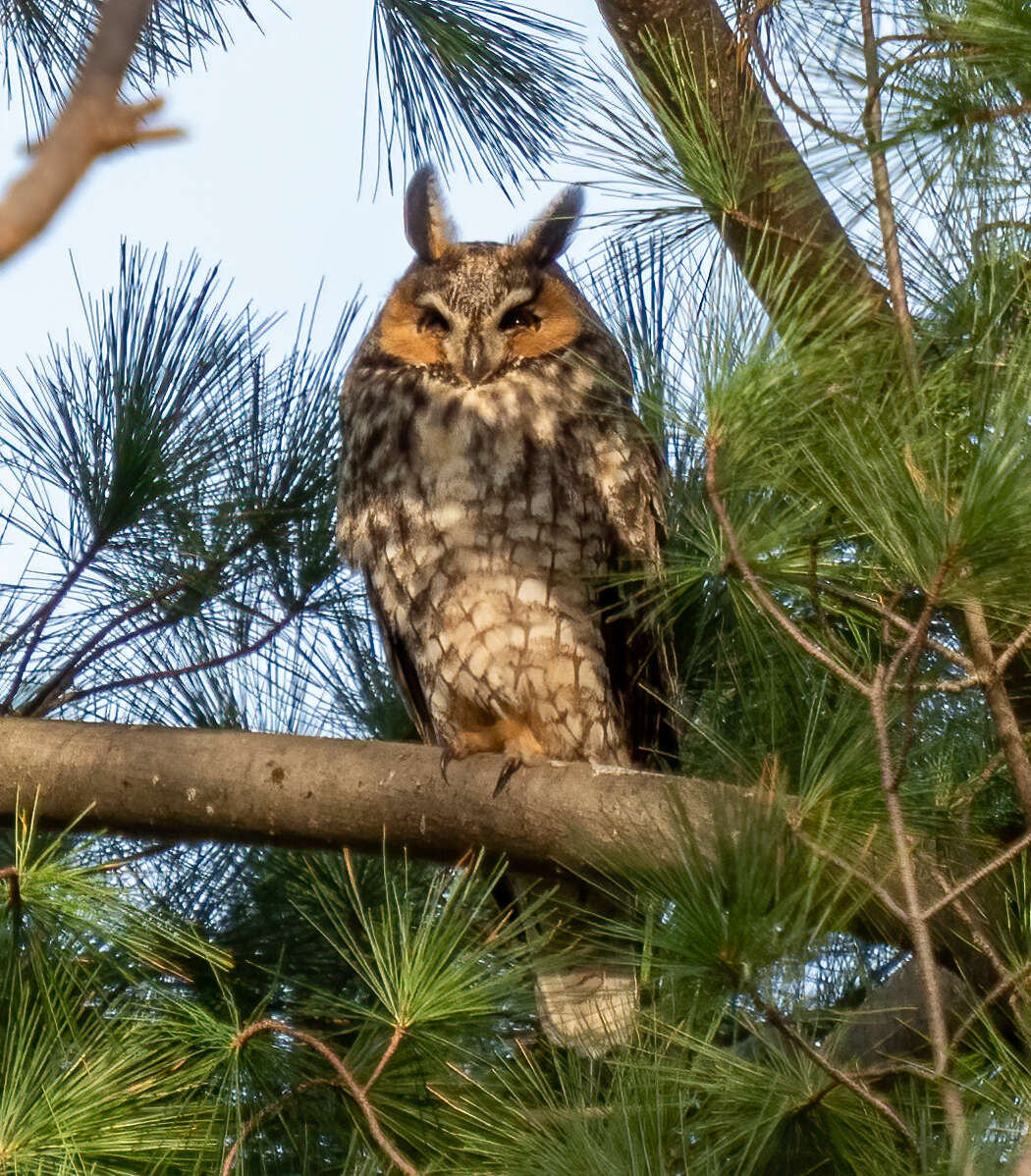 Image of Long-eared Owl