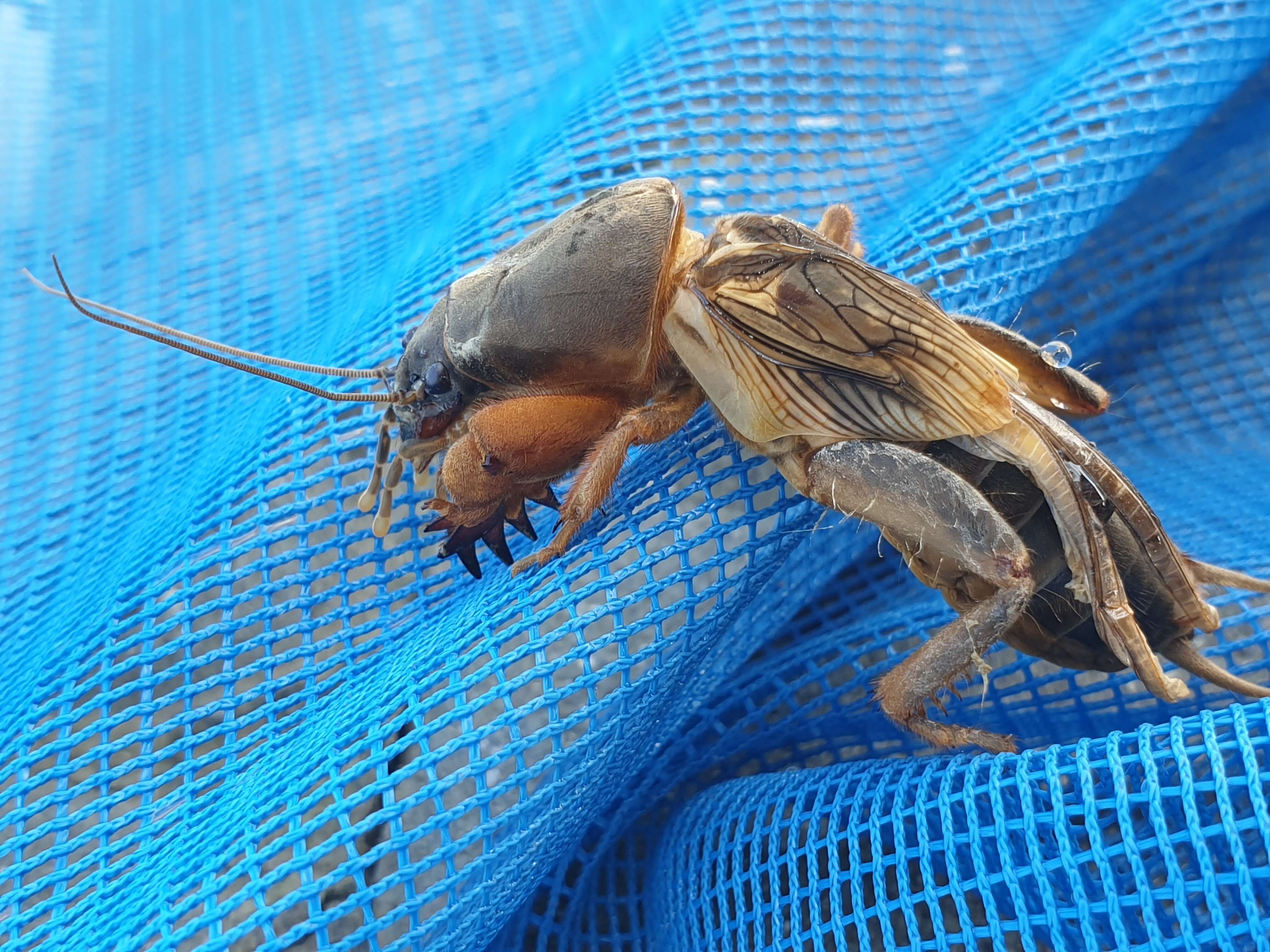 Image of European Mole Cricket