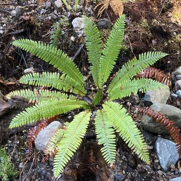 Image of Lomaria discolor (G. Forst.) Willd.