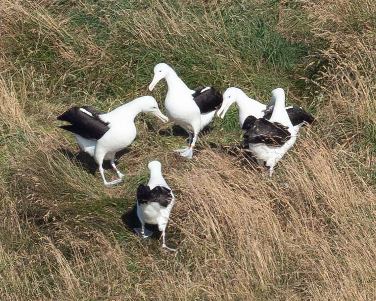 Image of Northern Royal Albatross