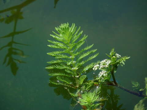 Image of parrot feather watermilfoil