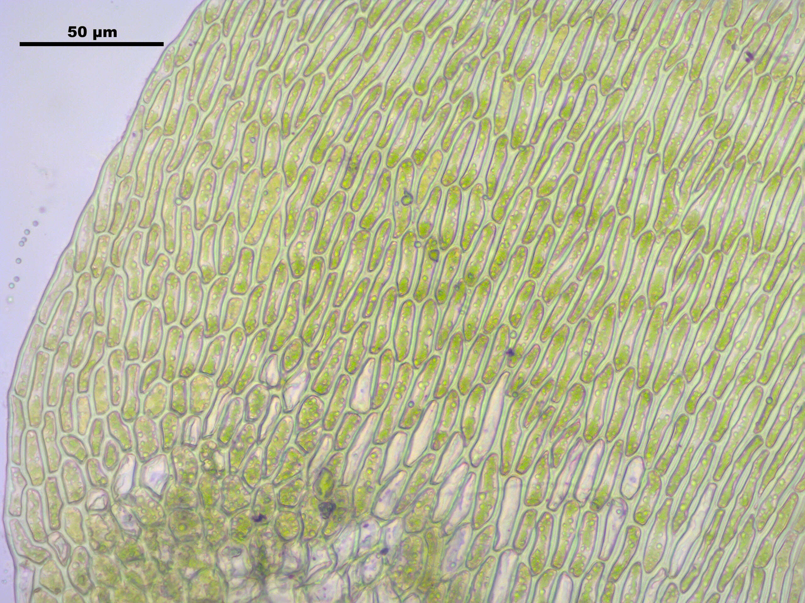 صورة Campylium stellatum