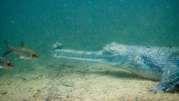 Image of Gharials