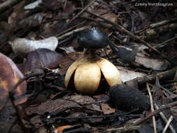 Image of Beaked Earthstar