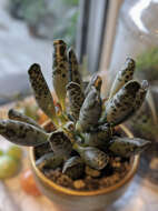 Image of Adromischus cooperi (Bak.) A. Berger