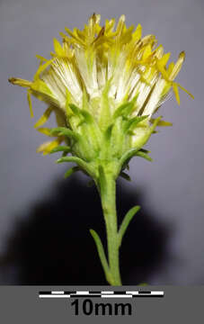 صورة Galatella linosyris (L.) Rchb. fil.