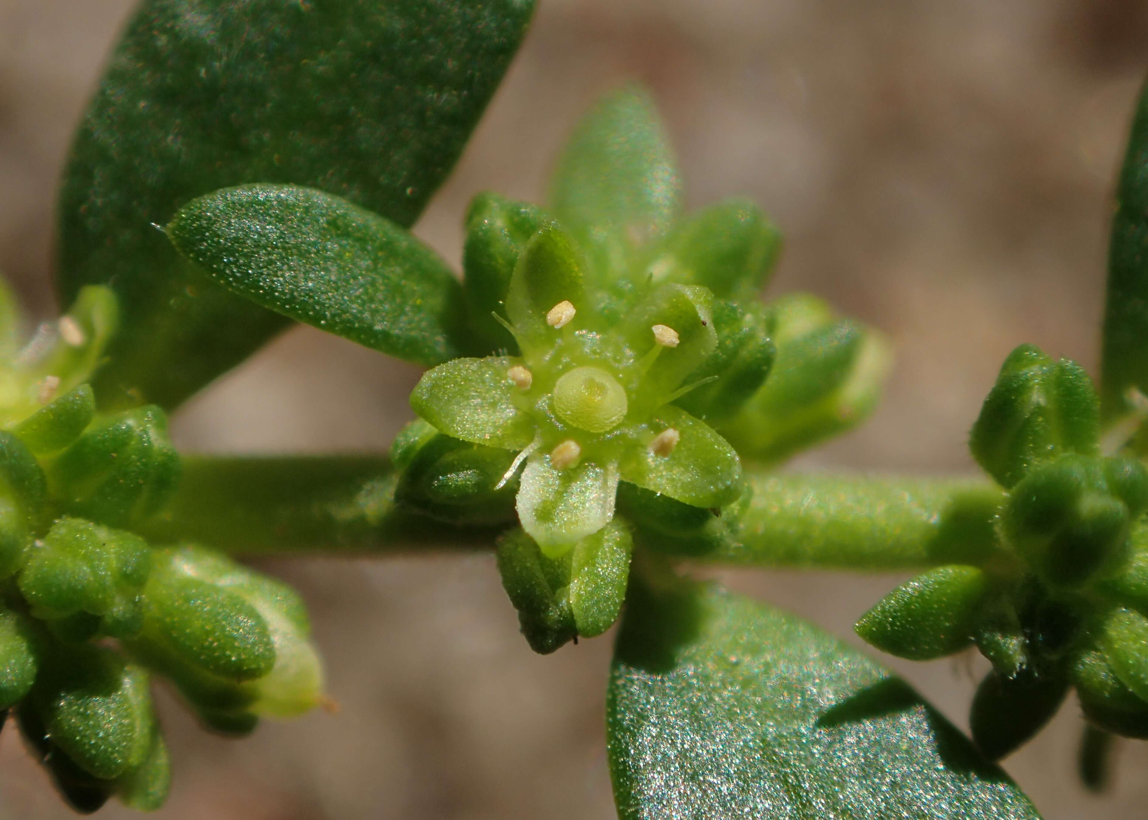 Image of smooth rupturewort