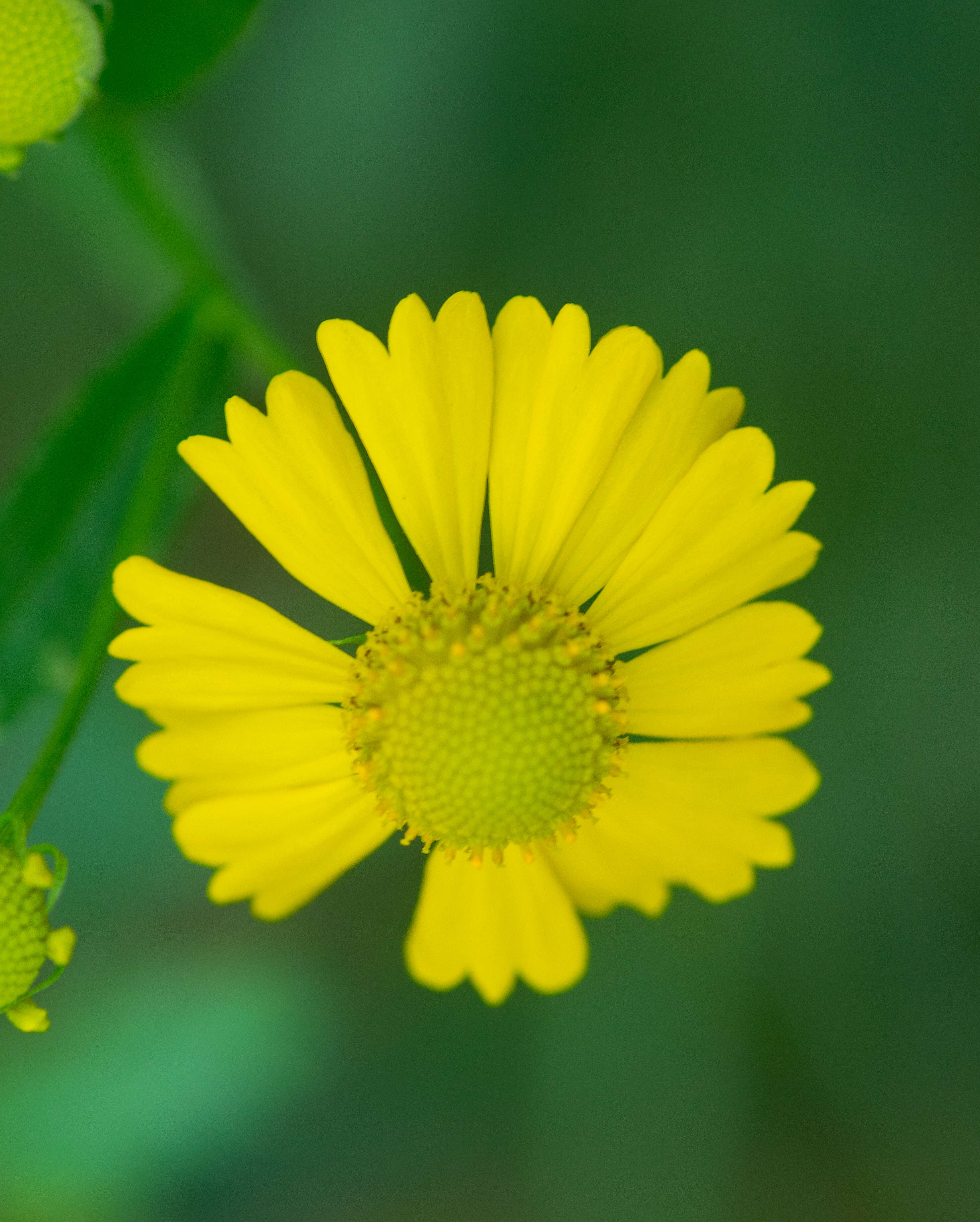 Image of common sneezeweed