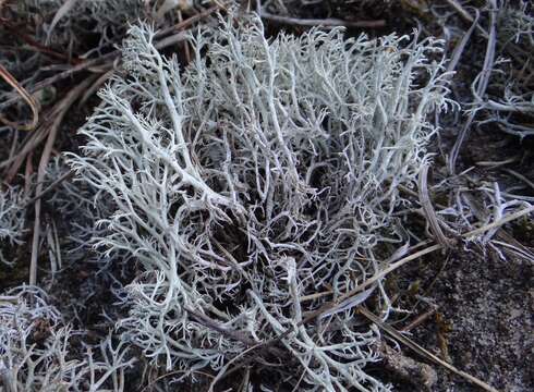 Image de Cladonia arbuscula subsp. mitis (Sandst.) Ruoss