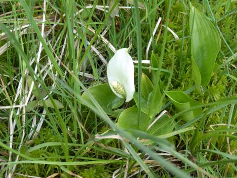 Image of callalily