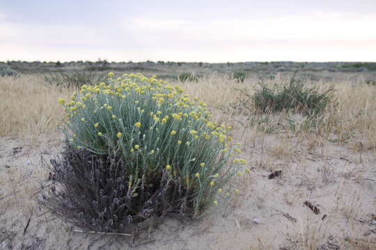 Image of yellow amaranth