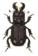 Image of Ceruchus chrysomelinus (Hochenwarth 1785)