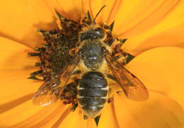 Image de Andrena aliciae Robertson 1891