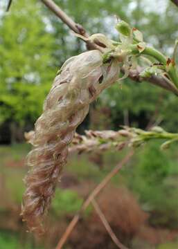 Image of Chinese wisteria