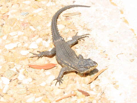 Image of Black girdled lizard