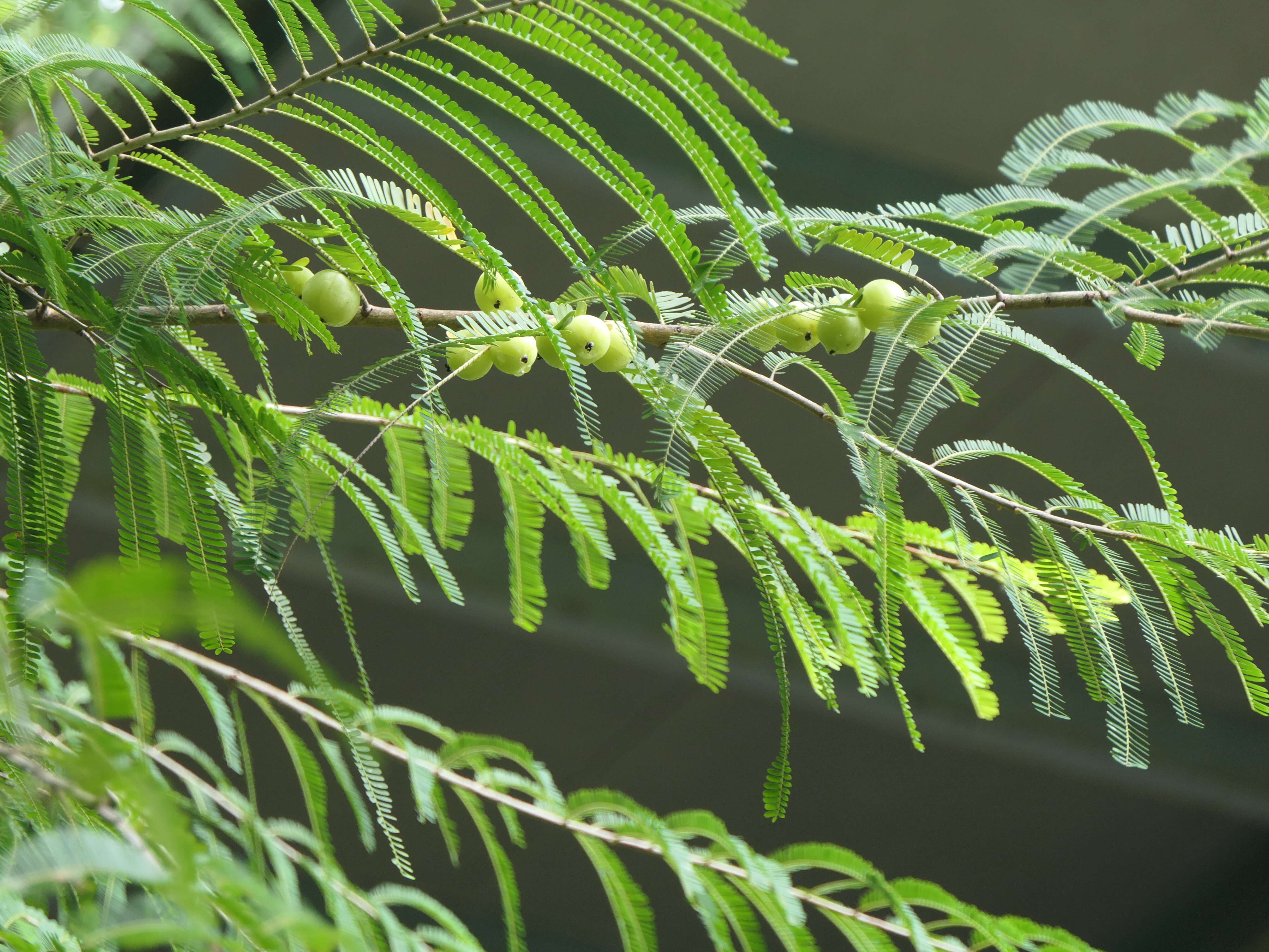 Plancia ëd Phyllanthus emblica L.