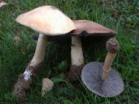 Imagem de Stropharia rugosoannulata Farl. ex Murrill 1922