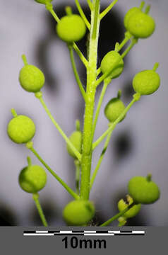 Image of ball mustard