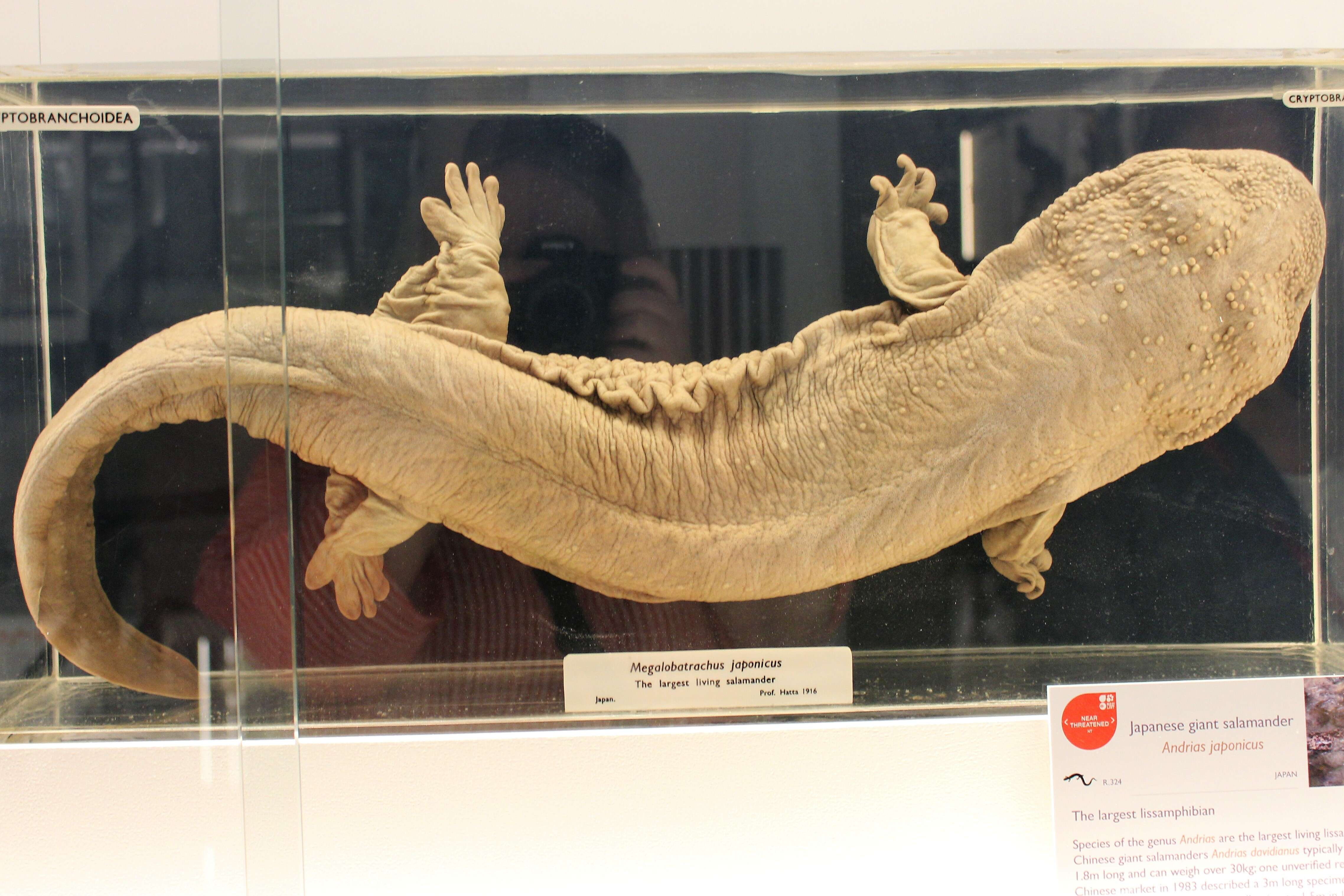 Image de Salamandre géante du Japon