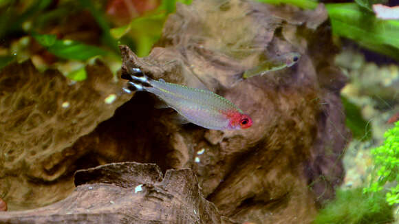 Image of Rummy-nose tetra