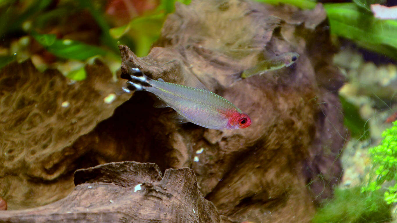 Image of Rummy-nose tetra