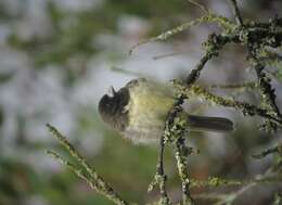 Image of Yellow-bellied Seedeater