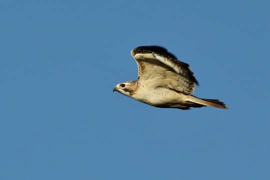 Image of Buteo jamaicensis kriderii