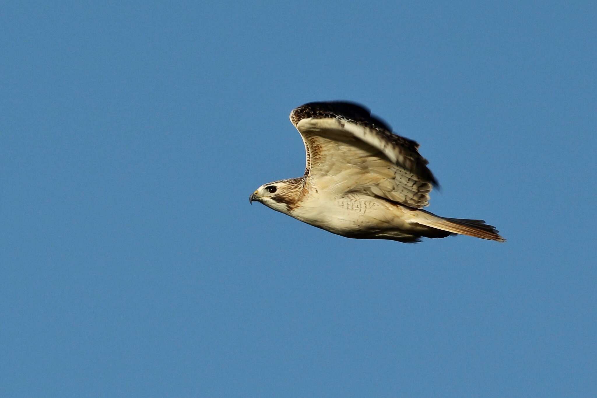 Image of Buteo jamaicensis kriderii