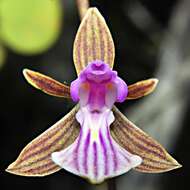 Image of wallflower orchid