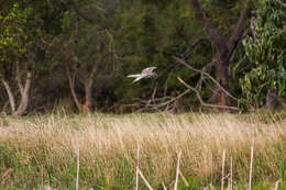 Image of Northern Harrier