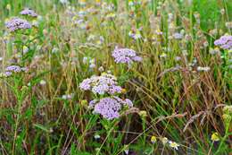 Image of yarrow, milfoil