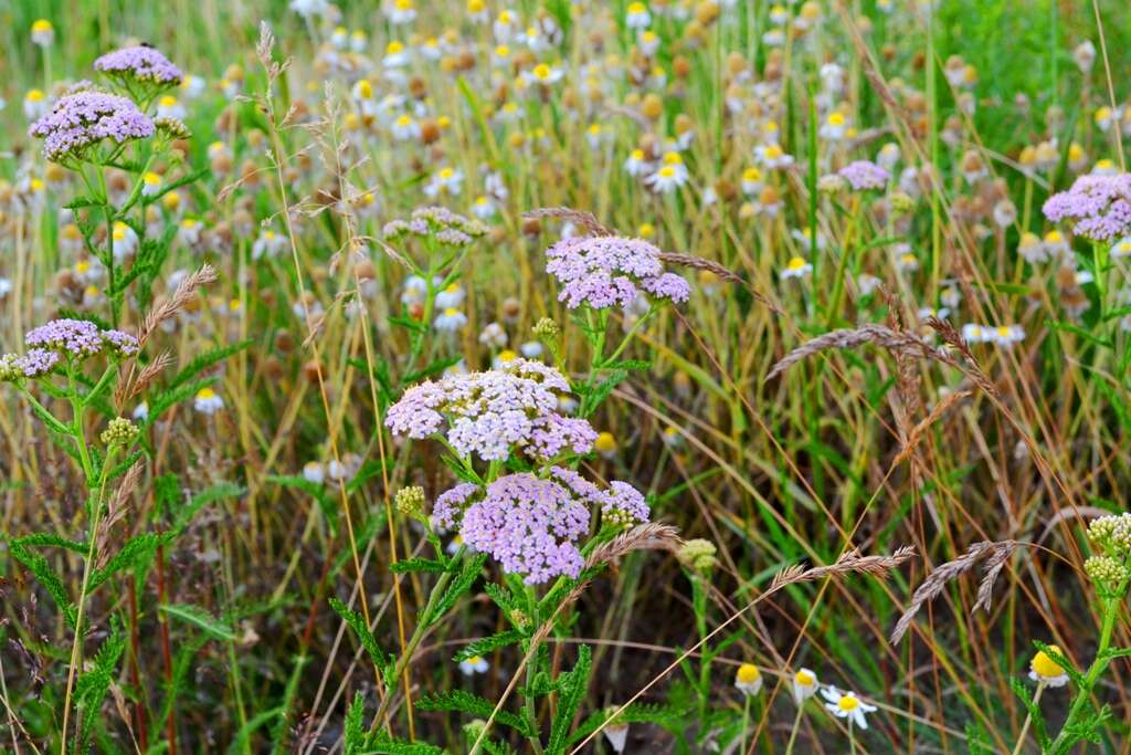 Image of yarrow, milfoil