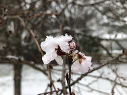 Plancia ëd Prunus subhirtella Miq.