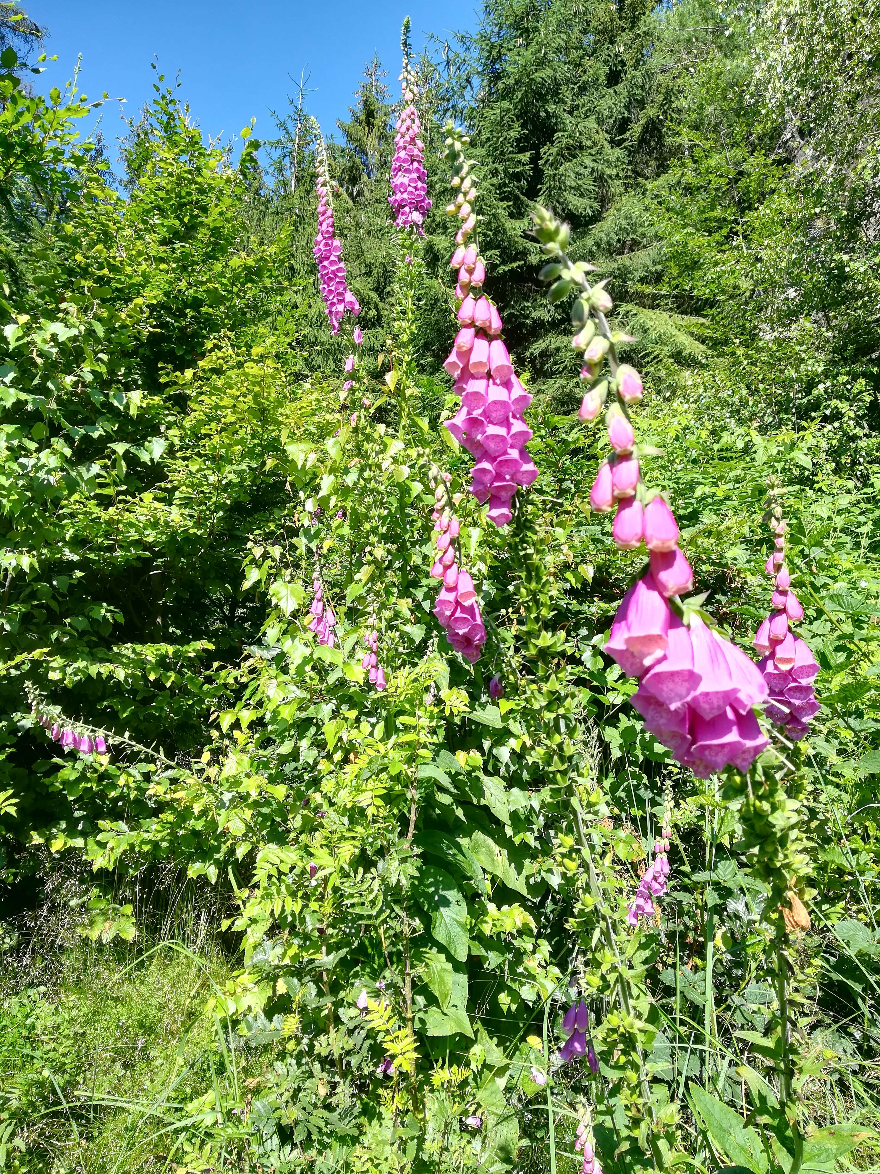 Imagem de Digitalis purpurea L.