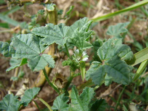 Image of Least Mallow