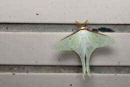 Image of Actias neidhoeferi Ong & Yu 1968